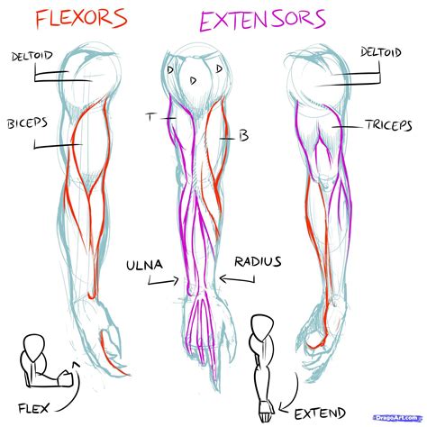 Muscles Line Of Pull How To Draw Muscles Step By Step Anatomy People Free Online