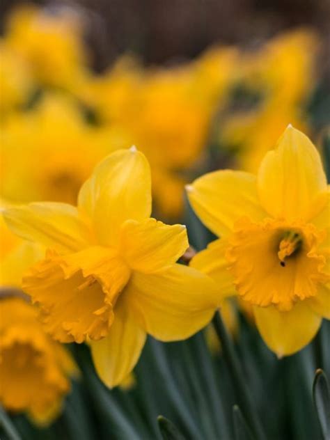 Flower Meaning And Symbolism What Do Daffodils Mean