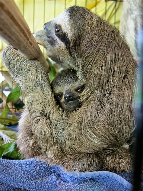 Sloth Hugs Flickr Photo Sharing