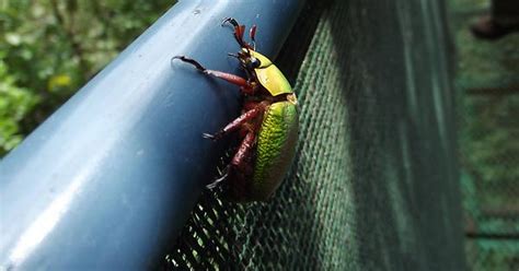 Costa Rican Beetle Imgur