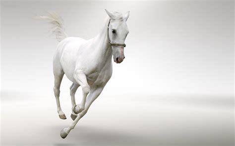 Stunning White Horse Colors Photo 34711713 Fanpop