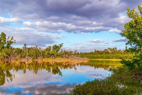 106 Eco Everglades Florida Pond Stock Photos Free And Royalty Free
