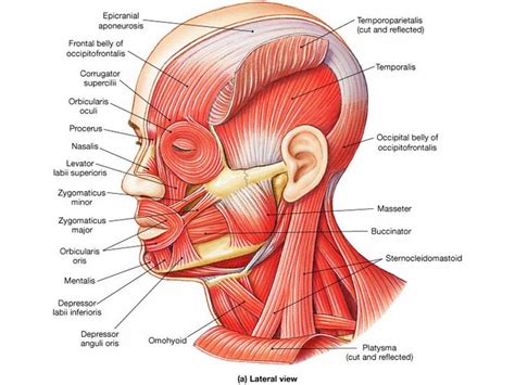 An alternative to some of the more complex and expensive 3d anatomy. Head and neck muscle diagram | Anatomy for Sculpture - The ...