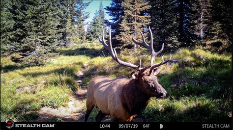 Idaho Elk Caught On Trail Camera The Elk Collective