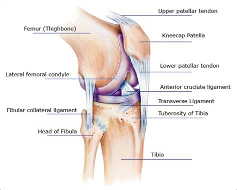 Tendons and ligaments attach muscles to bones. Knee Pain: Symptoms, Causes, Treatments for Relief or ...