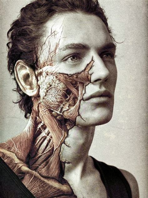 Interactive animations and diagrams for desktop. the muscles of the human face~ :o | Knotted | Pinterest ...