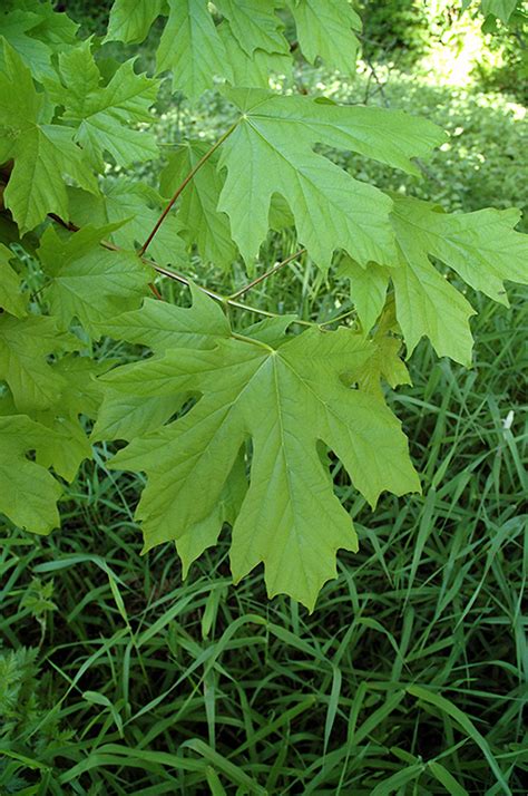 Big Leaf Maple Acer Macrophyllum In Issaquah Seattle Bellevue Redmond