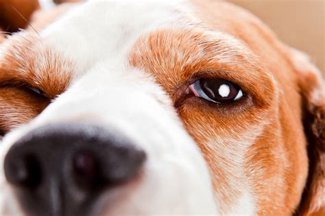 Causes Of Third Eyelid Showing In Dogs Mega Bored