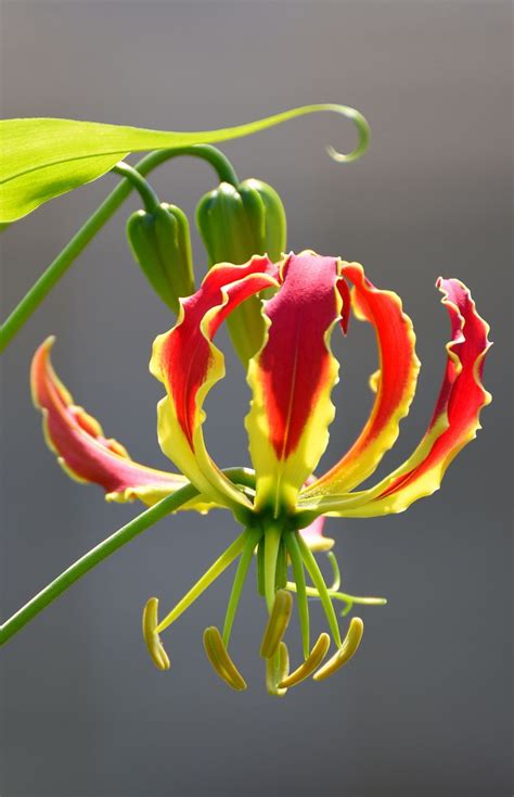 Fire Lily Fire Lily Lily Beautiful Plants