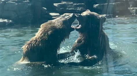 Bear Fight At The Zoo Grizzly Bears Fighting At The Oakland Zoo