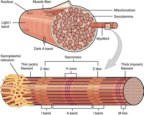 A Celula Muscular Esqueletica Tem Caracteristica Cilindrica