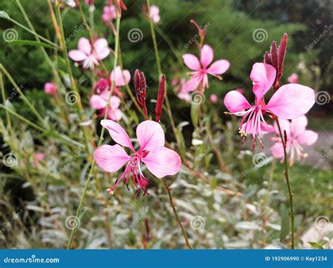 Bush Of Pink Epilobium Flowers Stock Photo Image Of Flowers
