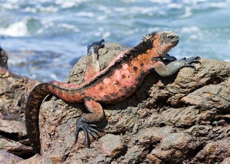 10 Coolest Animals In The Galapagos