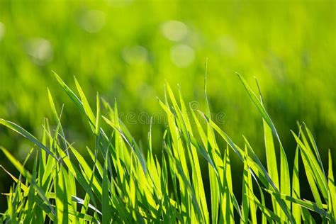 Green Bright Grass On A Summer Sunny Day Fresh Greens Summer