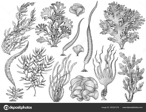 Seaweed Kelp Collection Illustration Drawing Colorful Doodle Vector