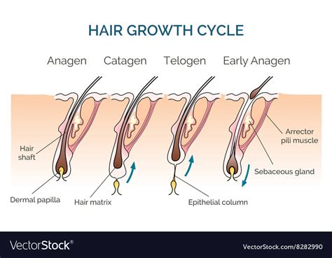 Hair Growth Cycle Royalty Free Vector Image Vectorstock