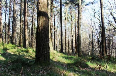 Coillte To Plant Continuous Cover Forestry In Dublin Mountains Free