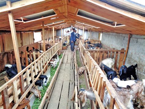 Are you planning to breed goats ? 🤑 Goat Farming Business Plan | Profit | Basics And Information