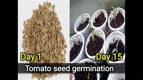 How To Germinate Tomato Seeds Grow Tomato Seedlings Youtube