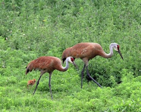 Sandhill Cranes A Great Comeback Story Now Face New Threats
