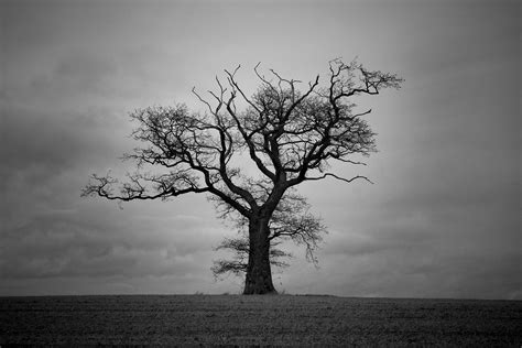 Maybe you would like to learn more about one of these? The Old Man Stands Alone | Sometimes, I drive past a tree ...