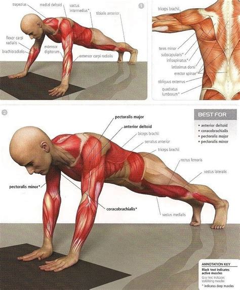 Qué músculos trabajo en cada ejercicio En el siguiente artículo te