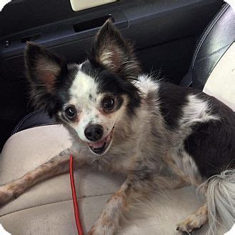 Where can i go to adopt a pet? Phoenix, AZ - Chihuahua/Papillon Mix. Meet Jet a Dog for ...