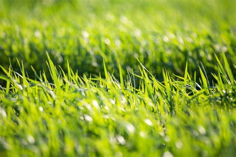 Green Bright Grass On A Summer Sunny Day Fresh Greens Summer