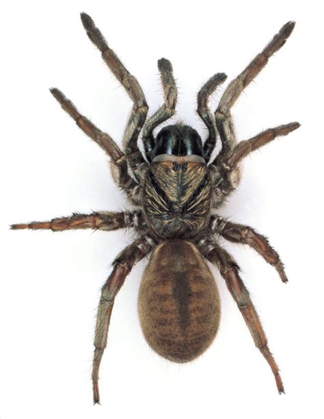Sydney Brown Trapdoor Spider The Australian Museum
