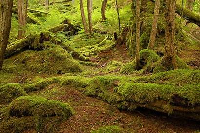Tongass Rainforest Forest National Temperate Regenwoud Alaska