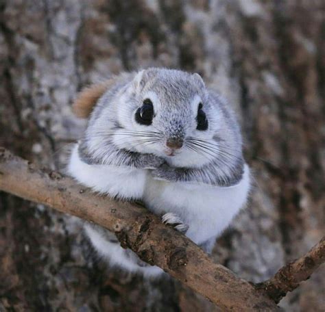 If you have ever heard the above word before, you have no doubt borne witness to it in some form of japanese monster culture. Japanese dwarf flying squirrel. : Eyebleach