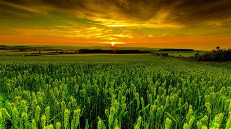 2002366 Green Wheat Nature Sunset Sky Field Rare Gallery Hd
