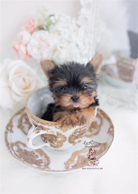 Florida Teacup Yorkies Teacup Puppies And Boutique