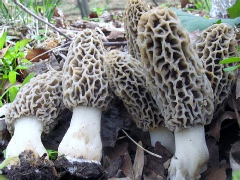 Morel Mushrooms Have Made Debut