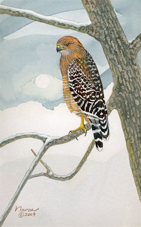 Red Shouldered Hawk Art And Other Adventures With Narca