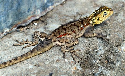 Lizards Yahoo Image Search Results Animal Patterns Pinterest
