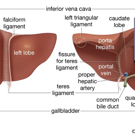 Pdf Ultrasound Segmental Anatomy Of Liver