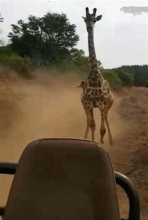 A Giraffe Chases Tourists Safari Vehicle Through A South African Reserve