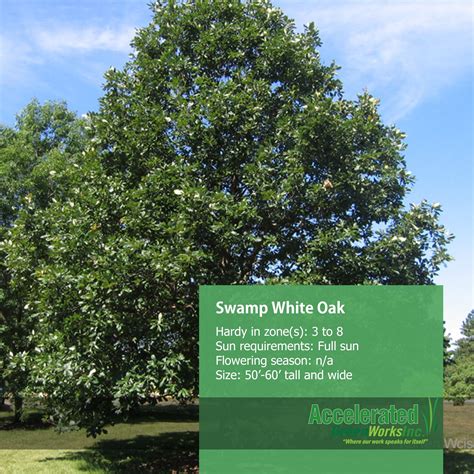 White Oak Tree Facts
