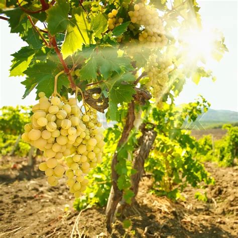 Ripe Grapes In The Vineyard Stock Image Colourbox