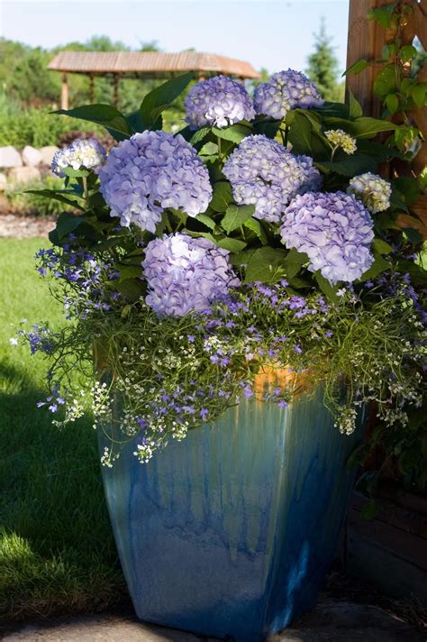 Hydrangea Plants Garden Containers Summer Hydrangeas