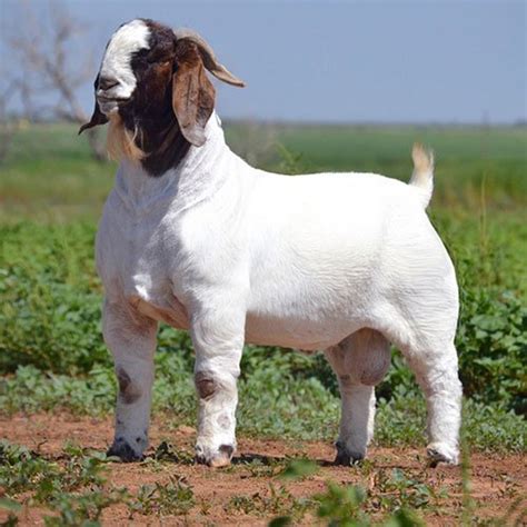 Boer Goat Breed Complete Information Farmingx
