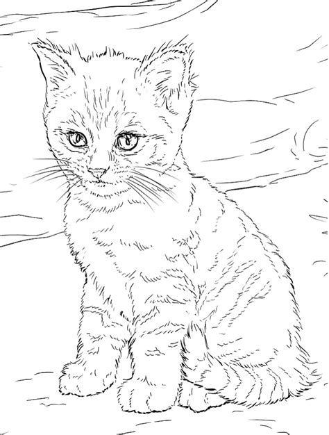 Kitten Coloring Pages Free Printable Coloring Pages For Kids