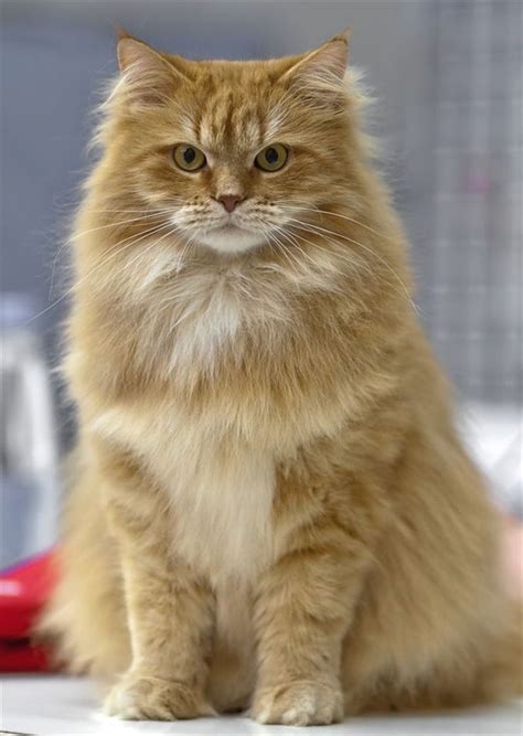 Pin By Татьяна On I Love Ginger Cats Siberian Forest Cat Siberian