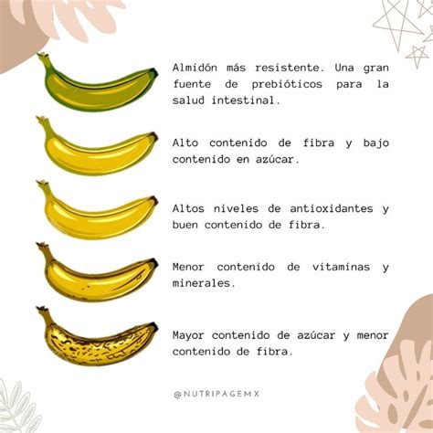 Estado De Maduración Del Plátano Vitaminas Y Minerales Prebioticos Plátano