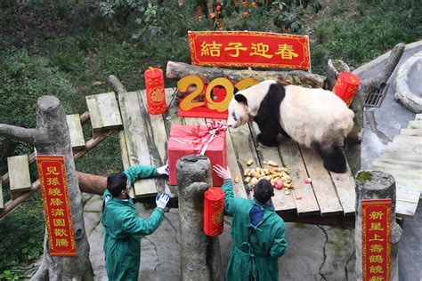 Worlds Oldest Captive Giant Panda Celebrates Spring Festival