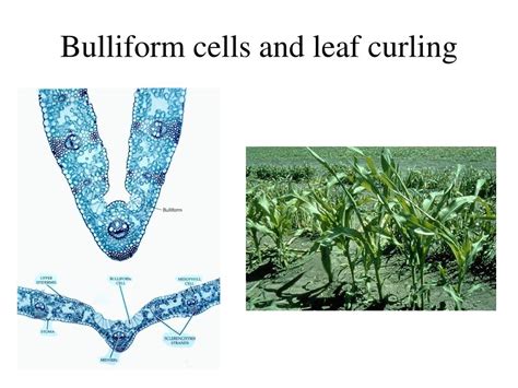 Ppt The Plant Body Powerpoint Presentation Id733925