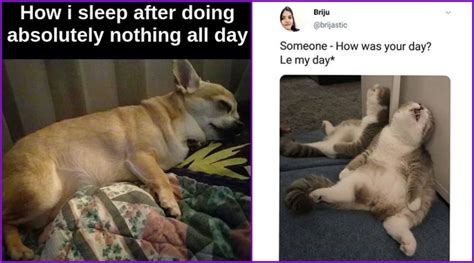 Share or create your own! National Lazy Day 2020 Funny Memes and Tweets: Netizens ...