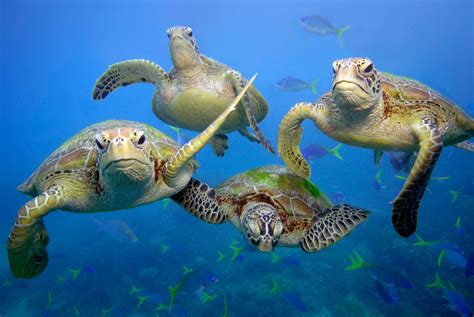 The Week In Wildlife In Pictures Green Sea Turtle Marine Animals