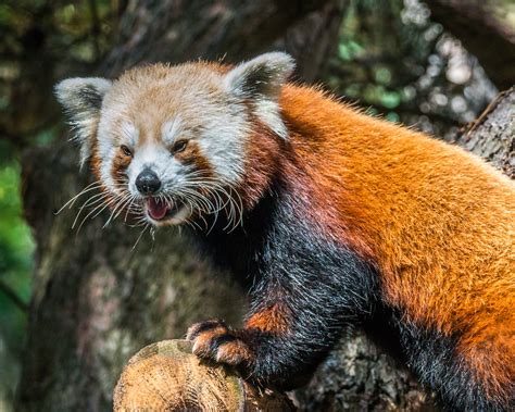3410720160916 12 Woodland Park Zoo Red Panda Jim Luginbuhl Flickr